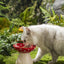 Creative Ceramic Mushroom Shaped Bowl for your Cat or Puppy