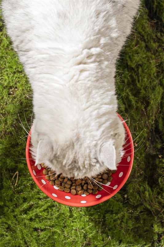 Creative Ceramic Mushroom Shaped Bowl for your Cat or Puppy