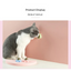 Cattitude Treats: All-natural Catnip Candy Ball