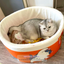 Super-Sized Warm Pet House Kennel in Instant Noodle Fun Design