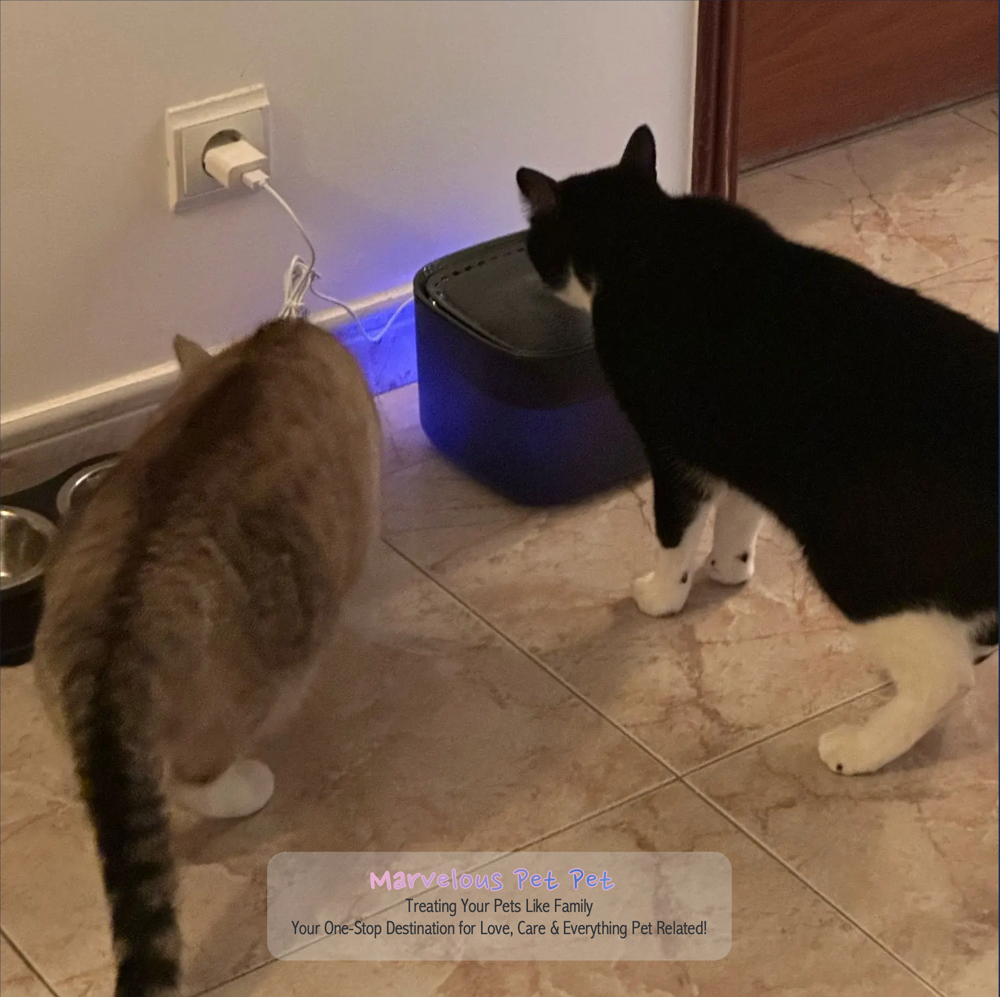 Superb 3L Cat Water Fountain