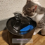 Clever Cat Water Fountain