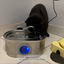 Dynamically Automated Pet Fountain