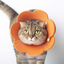 Charming Floral Fun: Soft EVA Pet Collar