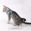 Adorable Cat & Dog Harness Leash Set